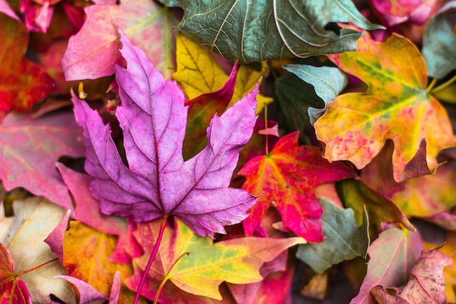 Autumn Flowers