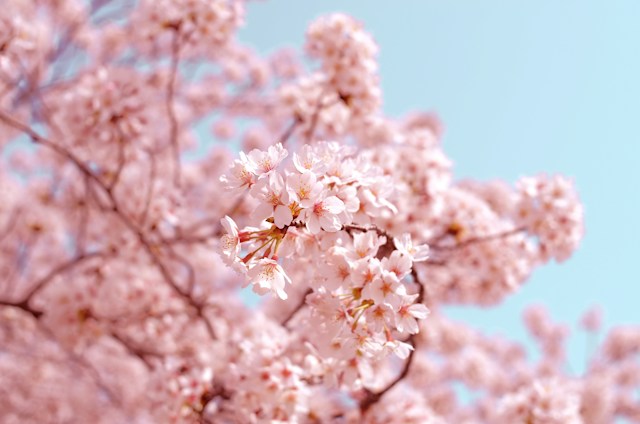 cherry blossom in paris